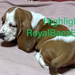Highlight - Mahogany and white female Basset Hound puppy in Sidney, Nebraska from Royal Baez Basset