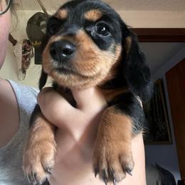 Black and Tan Boy - Black and tan male Dachshund puppy in Moundville, Missouri from Edgewood Acres Miniature Longhair Dachshunds