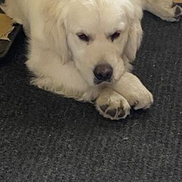 Golden Retriever Puppies from Plumcreek Acres