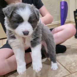 Skye - White and blue female Border Collie puppy in Ripley, Oklahoma from Adventure5 Border Collies