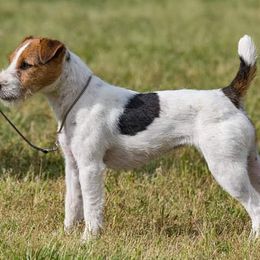 Jack Russell Terriers from Lockenlode Jack Russells