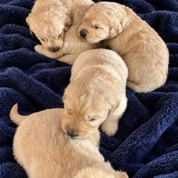 Male 2 - Golden male Golden Retriever puppy in Rainier, Washington from Hanson’s NW Goldens & Doodles