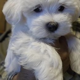 Maltese Puppies from Emotional Amor Support