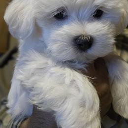 Maltese Puppies from Emotional Amor Support