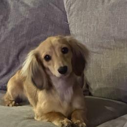 Remi - Dachshund