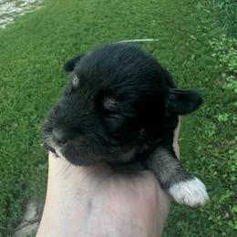 Girl 1 - Black female Miniature Schnauzer puppy in West Point, Nebraska from Canyon Rose Schnauzers