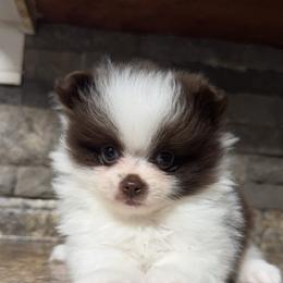 Valora - Chocolate parti female Pomeranian puppy in Jackson, Tennessee from Little House Pomeranians