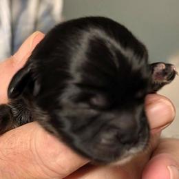 Mason - Grizzle male Lhasa Apso puppy in Fort Worth, Texas from Cynthia's Lhasa Apsos
