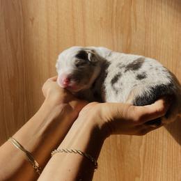 Australian Shepherd Puppies from DeVos Australian Shepherds