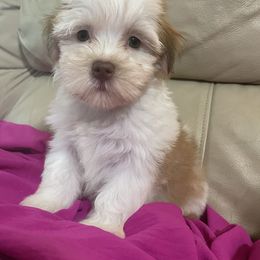 Minnie - Fawn sable female Havanese puppy in Cochran, Georgia from Dean Supreme