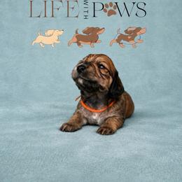 Phoenix (Orange) - Cream female Dachshund puppy in Palm Bay, Florida from Life With Mini Paws