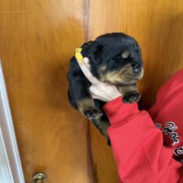 Yellow girl - Black and mahogany female Rottweiler puppy in Lima, Ohio from Vom Hause Bishop