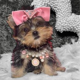 JaDoire - Black and gold female Yorkshire Terrier puppy in Prosper, Texas from DaintyDawlz