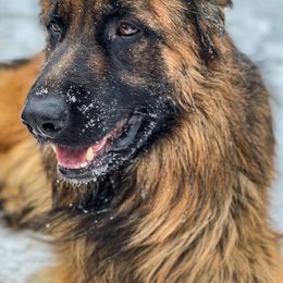 German Shepherds from Von Den Grunen Bergen Shepherds