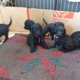 Poodle Puppies from Kindews "Lela" of Shiloh Gardens