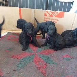Poodle Puppies from Kindews "Lela" of Shiloh Gardens