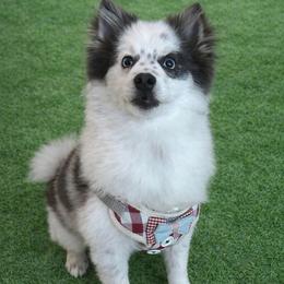 Buddy - Blue male Pomsky puppy in Rhome, Texas from TyeDye Kennels