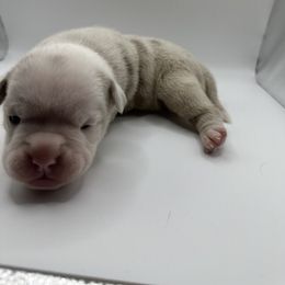 Girl 2 - Gray brindle Olde English Bulldogge puppy in Long Lane, Missouri from Dousinbury Creek K-9s