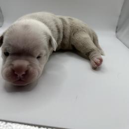 Girl 2 - Gray brindle Olde English Bulldogge puppy in Long Lane, Missouri from Dousinbury Creek K-9s