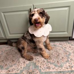 Pebbles - Bernedoodle