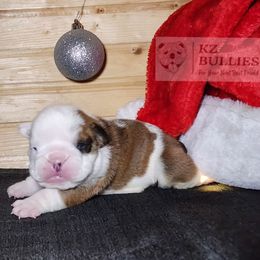 Boy 3 - Red and white male Bulldog puppy in Hillsdale County, Michigan from KZ Bullies LLC