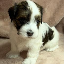 Pippin - Red female Havanese puppy in Maryville, Missouri from Dreamworks Havanese