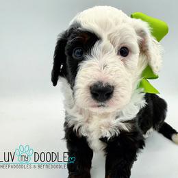 Green collar - Tri-color female Bernedoodle puppy in Camden, North Carolina from Luv My Doodle