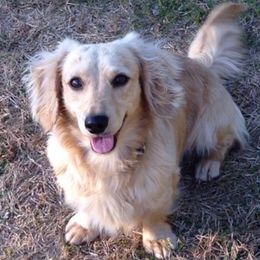 Dachshunds from Devoted Doxies