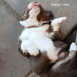 Orange Collar - Red tri-color male Australian Shepherd puppy in Selma, North Carolina from Eon's Aussies