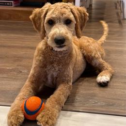 Bentley - Cream female Goldendoodle puppy in Payson, Utah from Country Sky Doodles