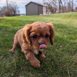 Kaya - Ruby female Cavalier King Charles Spaniel puppy in New Holland, Pennsylvania from Mountain Breeze Puppies
