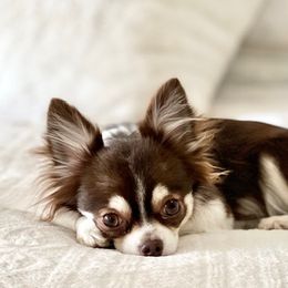 NUTELLA - Chihuahua