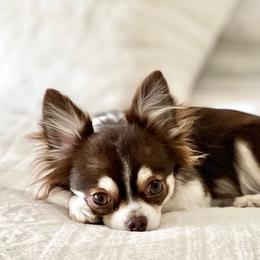 NUTELLA - Chihuahua