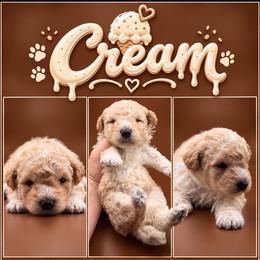 Cream - Cream female Poodle puppy in Live Oak, Florida from Grams Poodle Babies