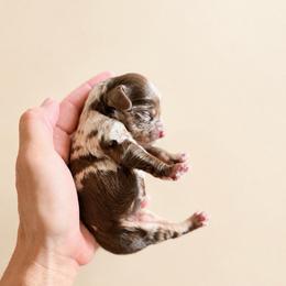 Bourbon - Merle male Cockapoo puppy in Santa Barbara, California from K+C Doodles
