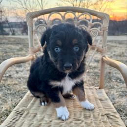 Minnie - Black tri-color female Australian Shepherd puppy in Zwingle, Iowa from Homestead Aussies & Doodles