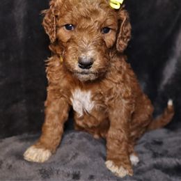 Goldendoodle Puppies from Angie's goldendoodles