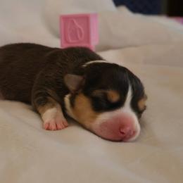 America - Black and tan female Pembroke Welsh Corgi puppy in Arcanum, Ohio from Weissway Corgis