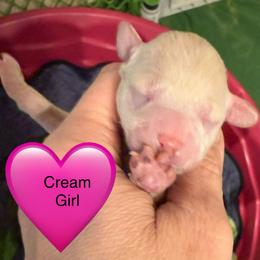 Ella - Cream female Poodle puppy in Mineral Wells, Texas from S.H.A.R.P.’s Toy Poodles