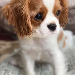 Cavalier King Charles Spaniels from Fiddlers Green Cavaliers