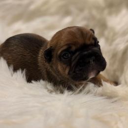 (M3) Gains - Fawn and white male French Bulldog puppy in Springfield, Missouri from #1 Frenchies aka Nokie's Bullies