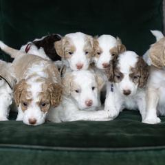 Aussiedoodle and Australian Mountain Doodle Puppies from Farmstead Doodles