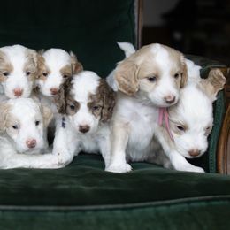 Aussiedoodle and Australian Mountain Doodle Puppies from Farmstead Doodles