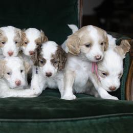 Aussiedoodle and Australian Mountain Doodle Puppies from Farmstead Doodles