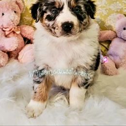 Australian Shepherd Puppies from Winsome Aussies