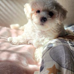 Havapoo Puppies from My Havapoo Puppy