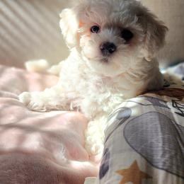 Havapoo Puppies from My Havapoo Puppy