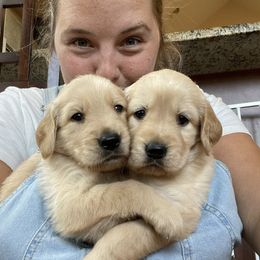 French Bulldog, Goldendoodle, and Golden Retriever Puppies from Crystal Coast Kennels, LLC