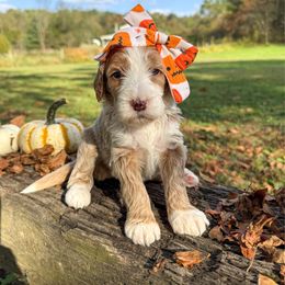 Saddie - Red  female Goldendoodle puppy in Warsaw, Ohio from Lovabledoodles