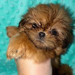 Carnelian - Red female Shih Tzu puppy in Russellville, Kentucky from The Patriot Tzu